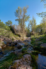 Fototapeta na wymiar Small stream among the vegetation