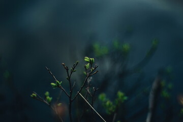 morning dew on the grass