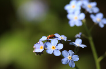 Brown beetle on blue forest forget-me-not flowers