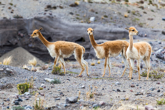 Small group of vicunas, including a young