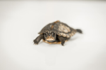 Tiny Box Turtle
