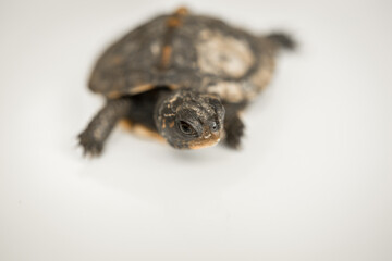 Tiny Box Turtle