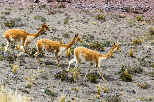 Small group of vicunas, including a young