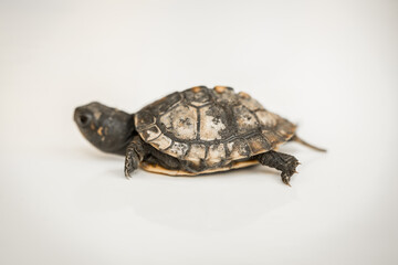 Tiny Box Turtle