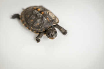 Tiny Box Turtle
