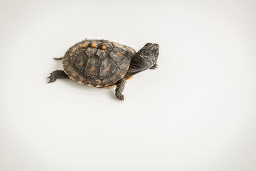 Tiny Box Turtle