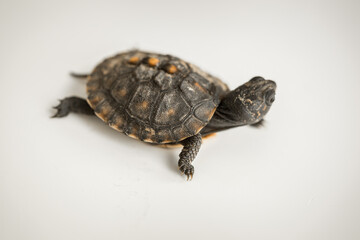 Tiny Box Turtle