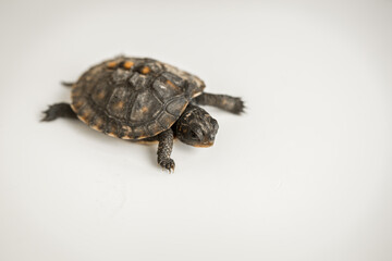 Tiny Box Turtle