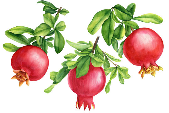 Set of fruits, pomegranates on an isolated white background, botanical watercolor, hand drawing