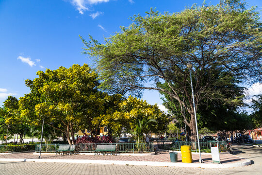 Trees of guayac&aacute;n
