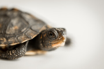 Tiny Box Turtle