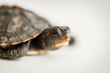 Tiny Box Turtle