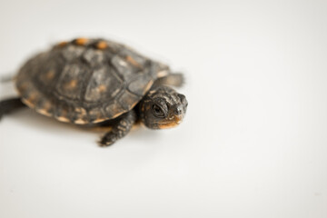 Tiny Box Turtle