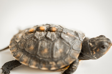 Tiny Box Turtle