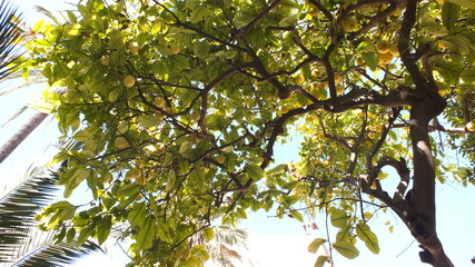Lemon tree with ripe lemons in Palma Majorca