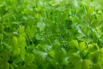 Zielona natka pietruszki. Warzywa z domowej uprawy. Zielone witaminy.  Surowe warzywa. Ekologiczna uprawa.