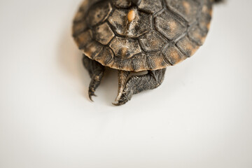 Tiny Box Turtle