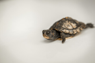 Tiny Box Turtle
