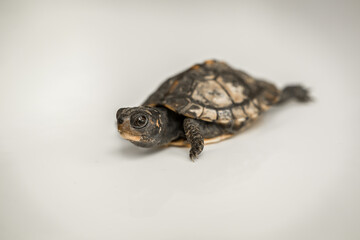 Tiny Box Turtle