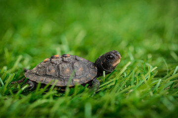 Tiny Box Turtle