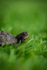Tiny Box Turtle