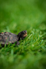 Tiny Box Turtle