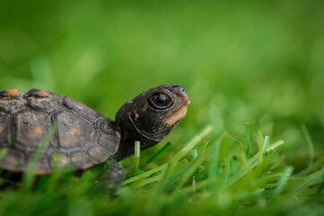 Tiny Box Turtle