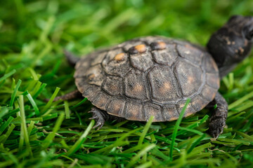 Tiny Box Turtle