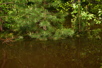 forest flooded when the river overflowed, young pine branches sticking out from under water in the foreground