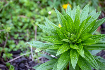 Following a rain shower the leaves of this outdoor lily plant hold the droplets creating an eye appealing photograph with a defocused background.