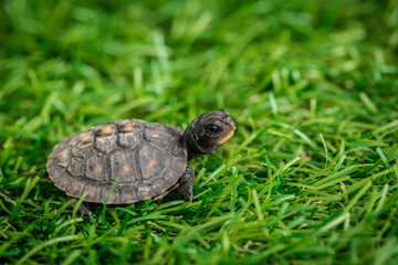 Tiny Box Turtle