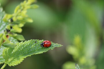 Coccinelle