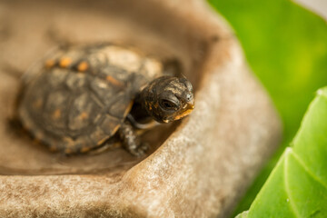 Tiny Box Turtle