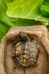 Tiny Box Turtle
