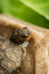 Tiny Box Turtle