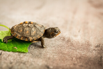Tiny Box Turtle