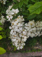Rose flower isolated on white background with clipping path