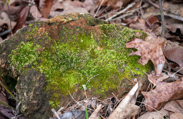 This rock covered with moss brings a welcome color to the drab brown colors of fall in Missiouri. Bokeh effect.