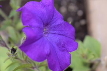 purple iris flower