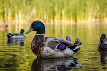 Obraz premium duck