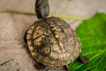Tiny Box Turtle