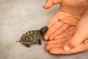 Tiny Box Turtle
