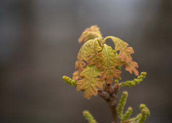 Interesting shapes, detail, color and texture marks the new growth of oak tree leaves in springtime in Missouri. Defocused background.
