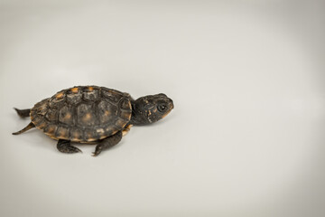 Tiny Box Turtle