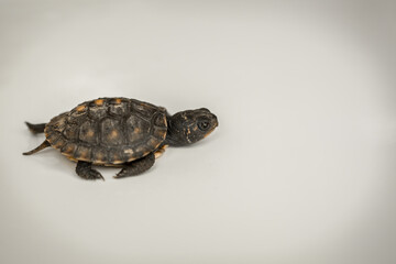 Tiny Box Turtle
