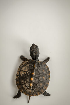 Tiny Box Turtle