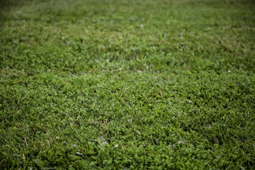 Grass textures field