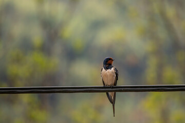 Barn swallow resting on electric cable	