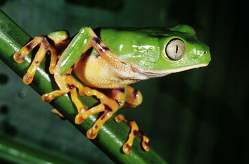 Green frog sitting on a green vine shoot
