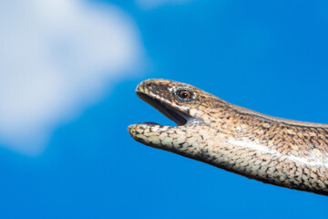 A man holds a legless lizard with a fingers on a background of blue sky. Macro photography of reptiles in the natural environment.